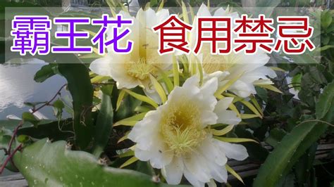 霸王花禁忌